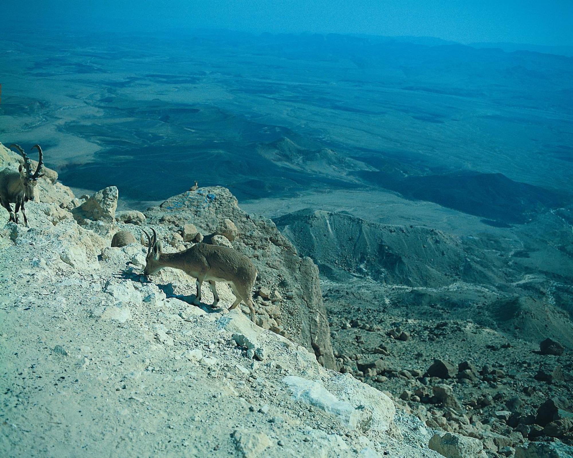 Ramon Inn By Isrotel Collection Mitzpe Ramon Eksteriør bilde